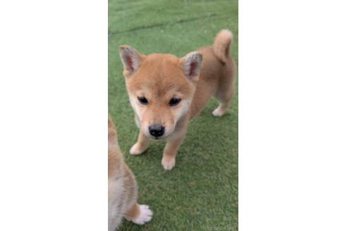 成約済の熊本県の柴犬-363771の6枚目