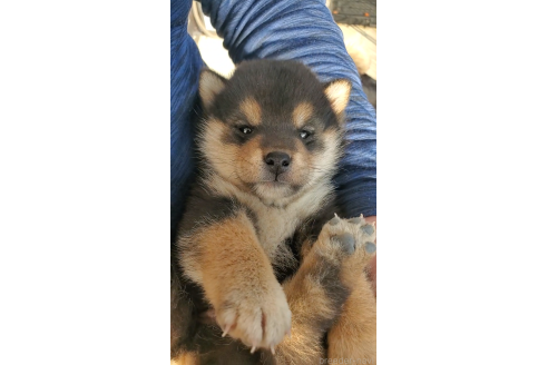 成約済の大阪府の柴犬-374055の4枚目