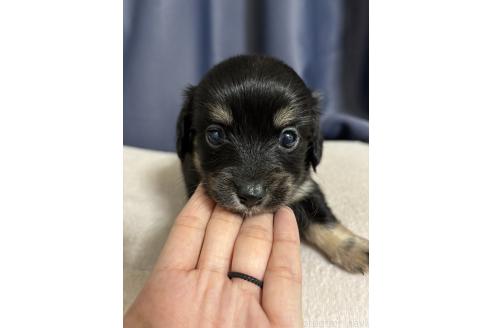 成約済の愛知県のチワックス:チワワ×ミニチュアダックスフンド-377319の7枚目