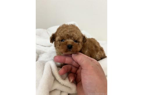 成約済の栃木県のタイニープードル-378311の7枚目