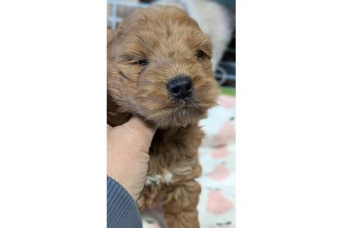 成約済の愛知県のコッカプー:アメリカンコッカースパニエル×トイプードル-373741の4枚目