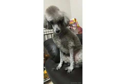 リカちゃん1枚目
