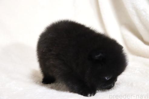 販売中の滋賀県のポメラニアン-377359の15枚目