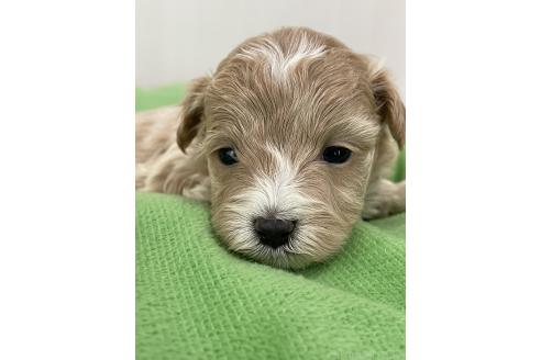 成約済の滋賀県のマルプー:マルチーズ×トイプードル-376396の28枚目