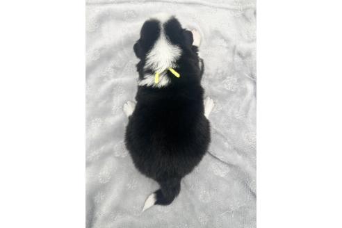 成約済の愛知県のボーダーコリー-377371の9枚目