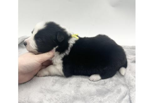 成約済の愛知県のボーダーコリー-377371の8枚目