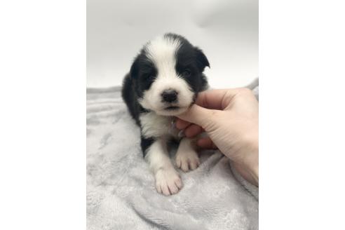 成約済の愛知県のボーダーコリー-377371の6枚目