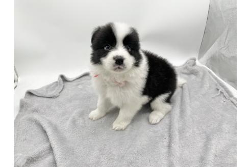 成約済の愛知県のボーダーコリー-374858の9枚目