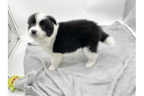 成約済の愛知県のボーダーコリー-374858の8枚目