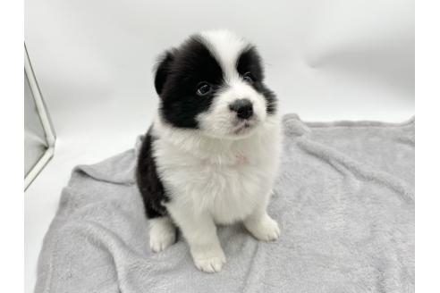 成約済の愛知県のボーダーコリー-374858の7枚目