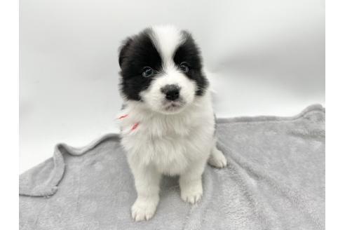 成約済の愛知県のボーダーコリー-374858の6枚目