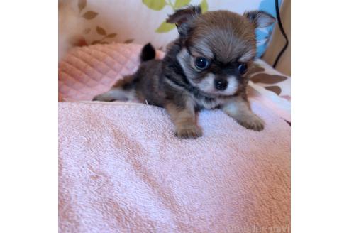 成約済の香川県のチワワ(ロングコート)-377375の7枚目