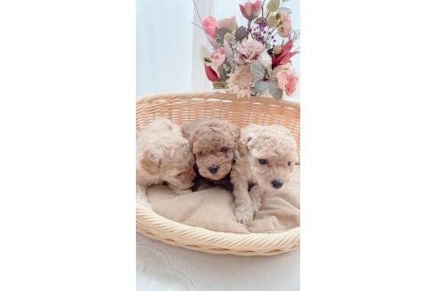 販売中の茨城県のティーカッププードル-374470
