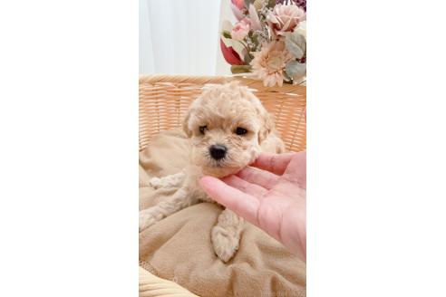 販売中の茨城県のティーカッププードル-376621