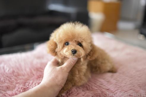 成約済の茨城県のティーカッププードル-362785の6枚目
