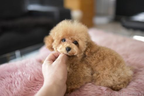 成約済の茨城県のティーカッププードル-362785の4枚目