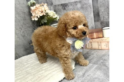 成約済の愛知県のトイプードル-371172の3枚目