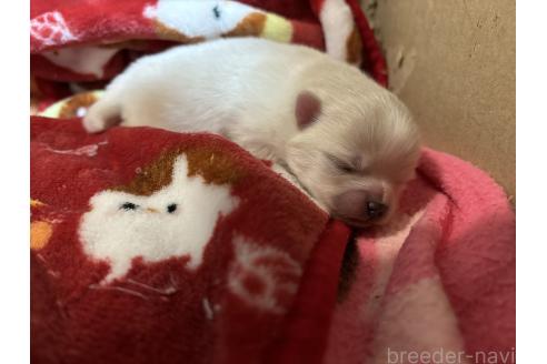 成約済の香川県のポメラニアン-377415の1枚目
