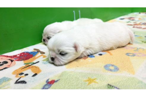 成約済の熊本県のペキニーズ-376281の37枚目