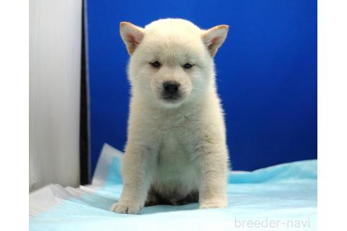 成約済の愛知県の柴犬-377436の8枚目