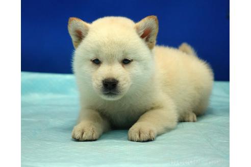 成約済の愛知県の柴犬-377436の6枚目