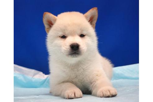 成約済の愛知県の柴犬-377436の5枚目