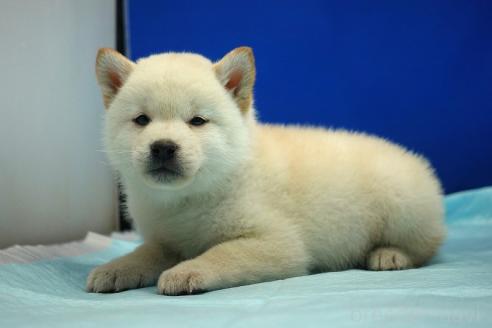成約済の愛知県の柴犬-377436の3枚目