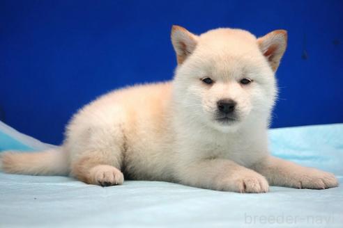 成約済の愛知県の柴犬-377436の2枚目