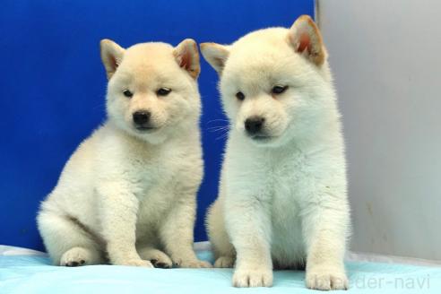 成約済の愛知県の柴犬-377437の8枚目