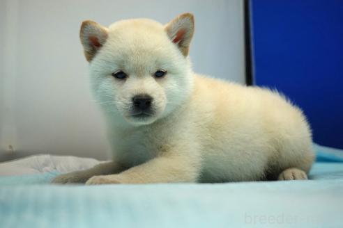 成約済の愛知県の柴犬-377437の7枚目