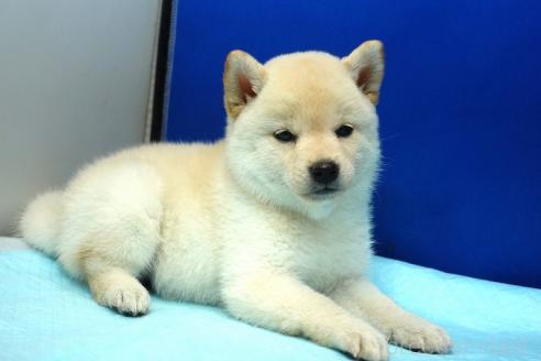 成約済の愛知県の柴犬-377437の6枚目