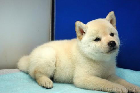 成約済の愛知県の柴犬-377437の5枚目