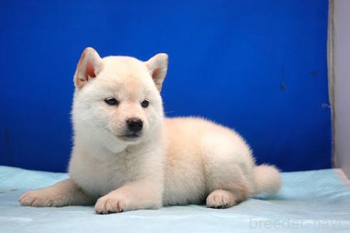 成約済の愛知県の柴犬-377437の4枚目