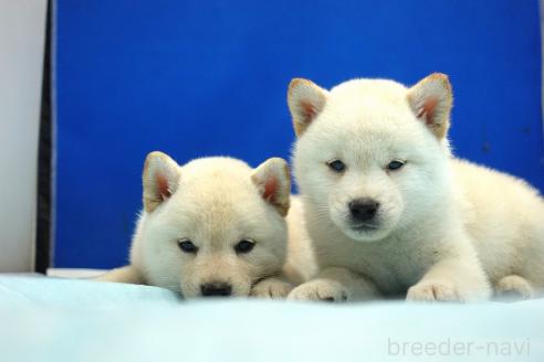 成約済の愛知県の柴犬-377437の2枚目