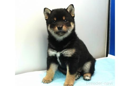 成約済の愛知県の柴犬-377438の6枚目