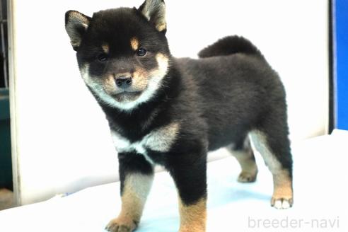 成約済の愛知県の柴犬-377438の7枚目