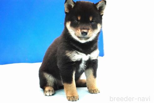 成約済の愛知県の柴犬-377438の5枚目