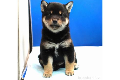 成約済の愛知県の柴犬-377438の4枚目