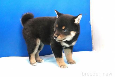 成約済の愛知県の柴犬-377438の3枚目