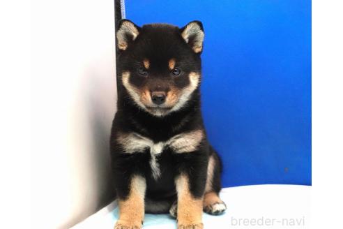 成約済の愛知県の柴犬-377438の2枚目