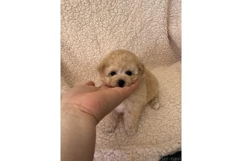 成約済の山形県のビションプー:ビションフリーゼ×トイプードル-376443の6枚目