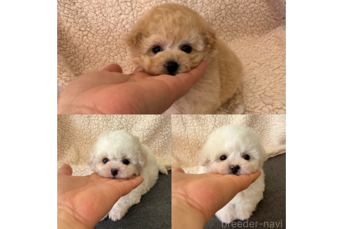 成約済の山形県のビションプー:ビションフリーゼ×トイプードル-376443の5枚目