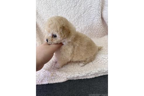 成約済の山形県のビションプー:ビションフリーゼ×トイプードル-376443の4枚目