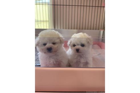 成約済の山形県のビションプー:ビションフリーゼ×トイプードル-376442の2枚目