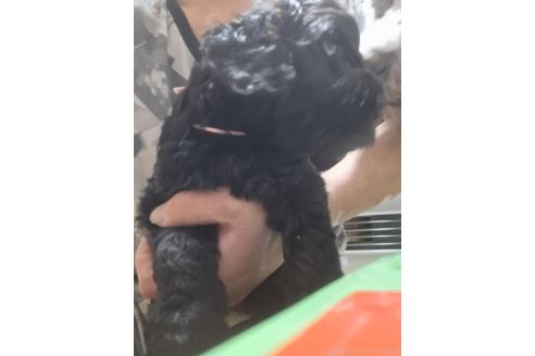 成約済の群馬県のミックス犬-377441の2枚目
