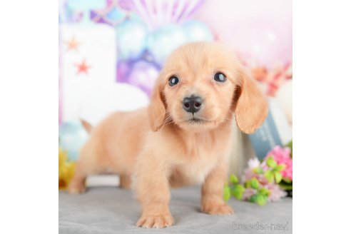 販売中の千葉県のミニチュアダックスフンド(ロングヘアード)-377497