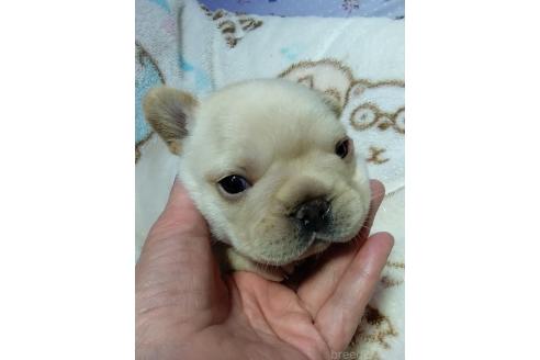 販売中の群馬県のフレンチブルドッグ-371862