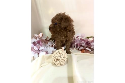 成約済の愛知県のトイプードル-377223の3枚目