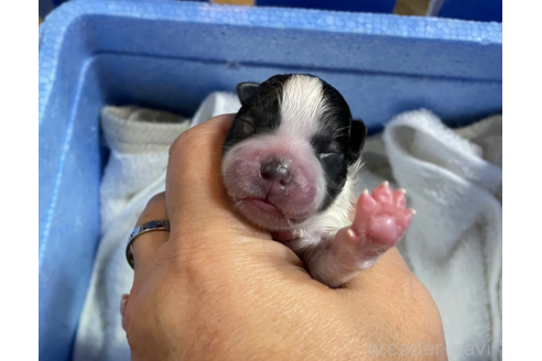 子犬
