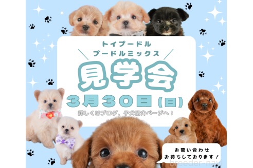 成約済の埼玉県のマルプー:マルチーズ×トイプードル-376744の3枚目